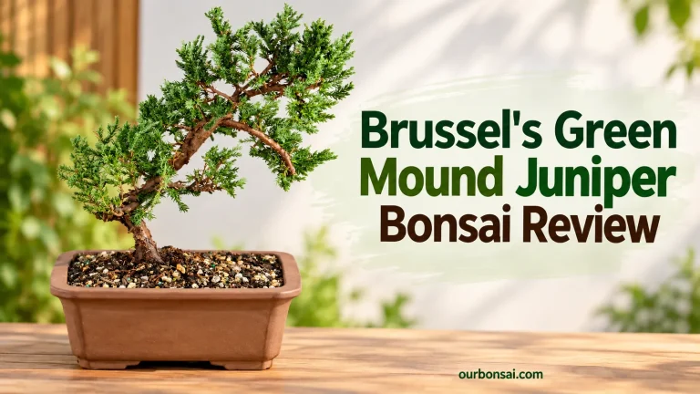 Brussel's Green Mound Juniper Bonsai Review