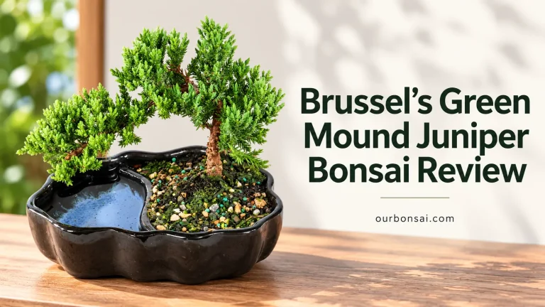 Brussel’s Green Mound Juniper Bonsai Review