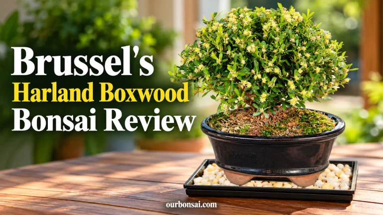 Brussel's Harland Boxwood Bonsai Review