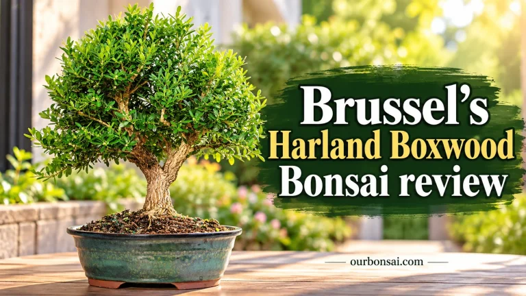 Brussel’s Harland Boxwood Bonsai Review