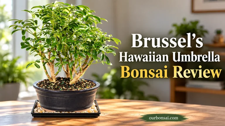 Brussel’s Hawaiian Umbrella Bonsai Review