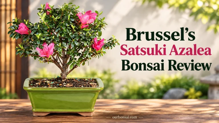 Brussel’s Satsuki Azalea Bonsai Review
