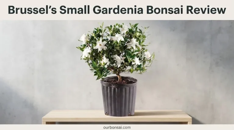 Brussel's Small Gardenia Bonsai Review