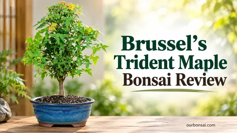 Brussel's Trident Maple Bonsai Review