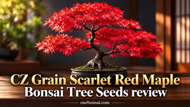 CZ Grain Scarlet Red Maple Bonsai Tree Seeds Review