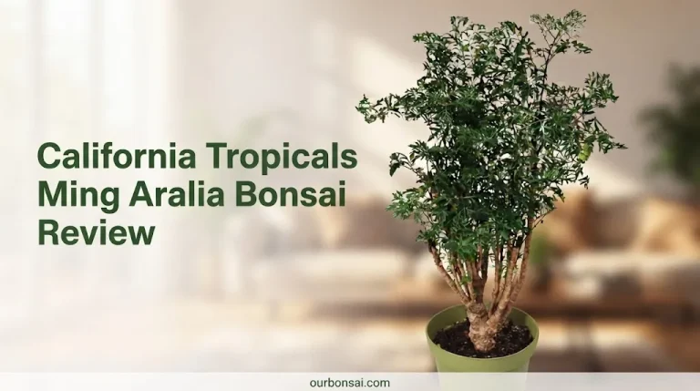 California Tropicals Ming Aralia Bonsai Review