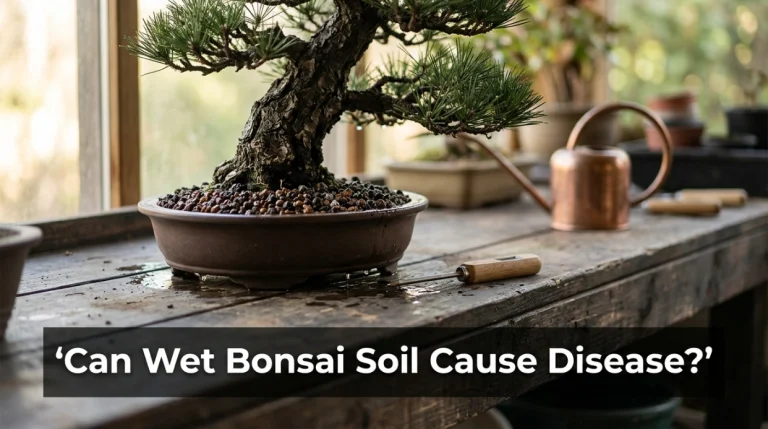 Can Wet Bonsai Soil Cause Disease