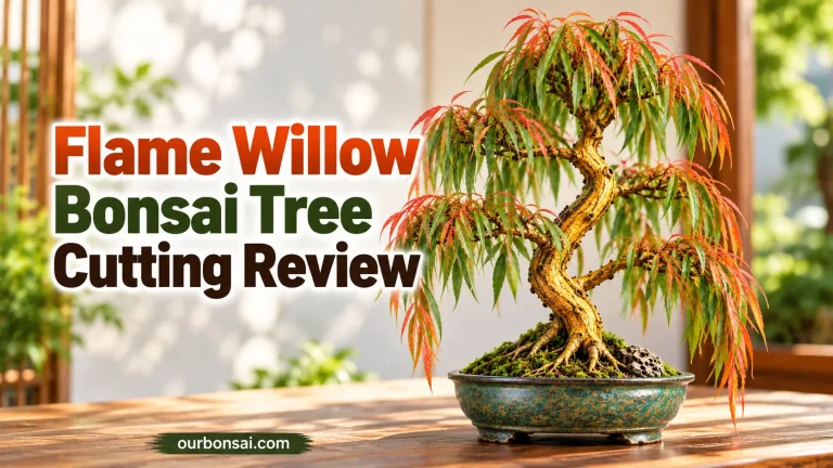 Flame Willow Bonsai Tree Cutting Review