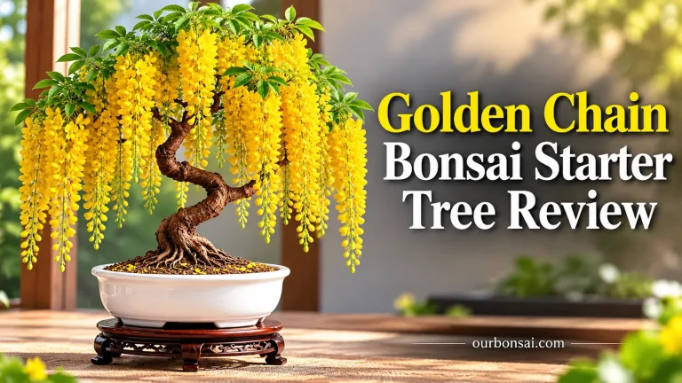 Golden Chain Bonsai Starter Tree Review