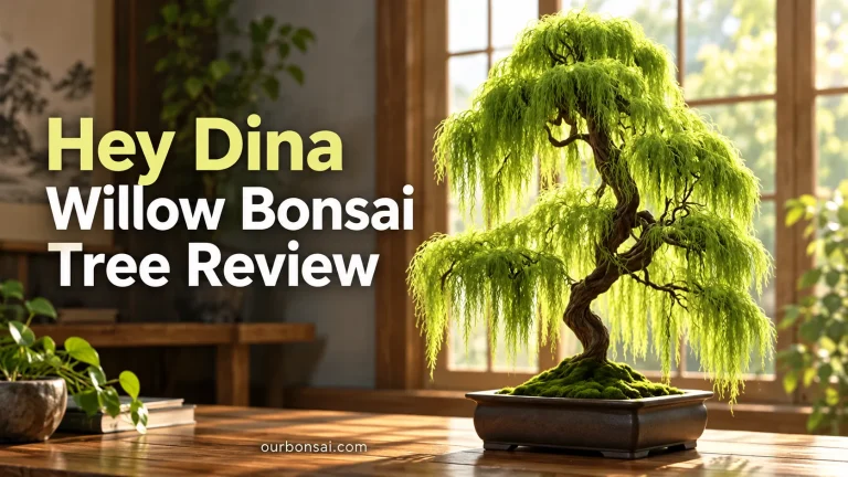 Hey Dina Willow Bonsai Tree Review