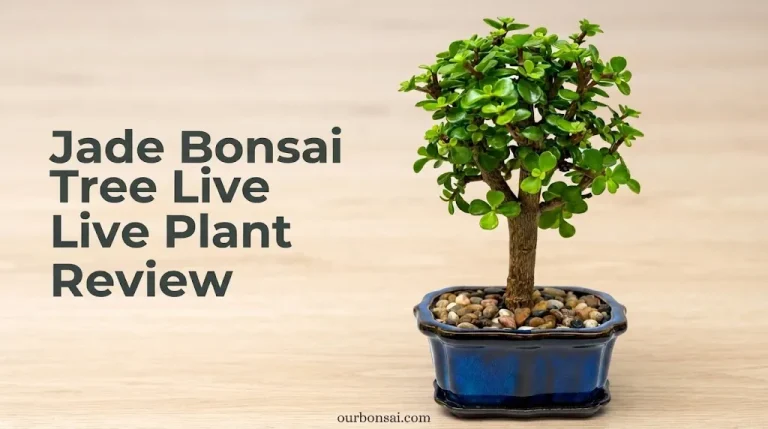 Jade Bonsai Tree Live Plant Review