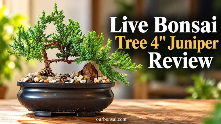 Live Bonsai Tree 4 Juniper Review