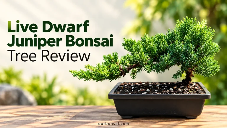 Live Dwarf Juniper Bonsai Tree Review