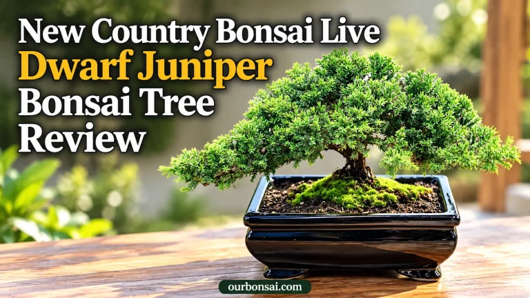 New Country Bonsai Live Dwarf Juniper Bonsai Tree Review