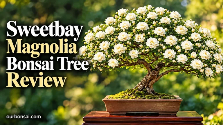 Sweetbay Magnolia Bonsai Tree Review