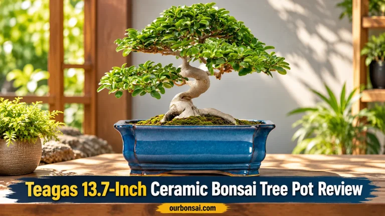 Teagas 13.7-Inch Ceramic Bonsai Tree Pot Review