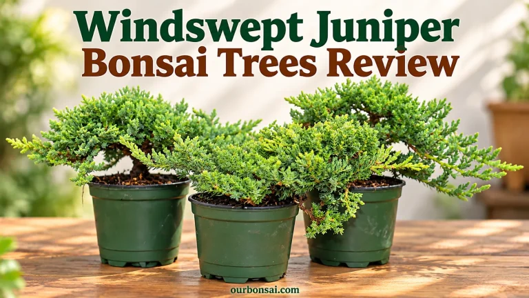 Windswept Juniper Bonsai Trees Review