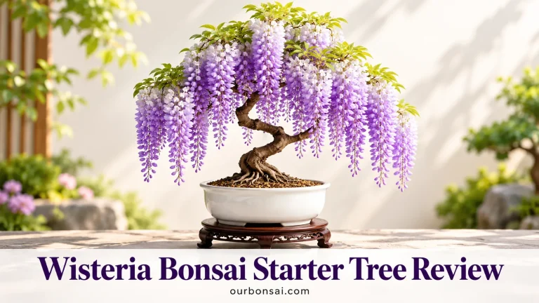 Wisteria Bonsai Starter Tree Review