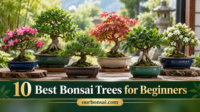 best bonsai trees for beginners