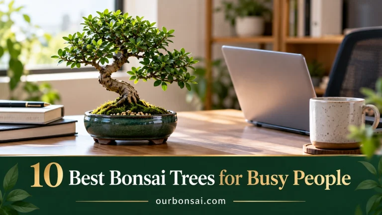 best bonsai trees for busy people