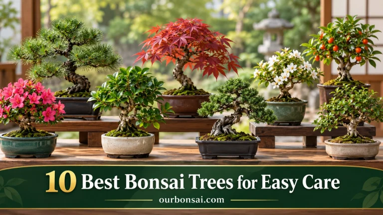 best bonsai trees for easy care
