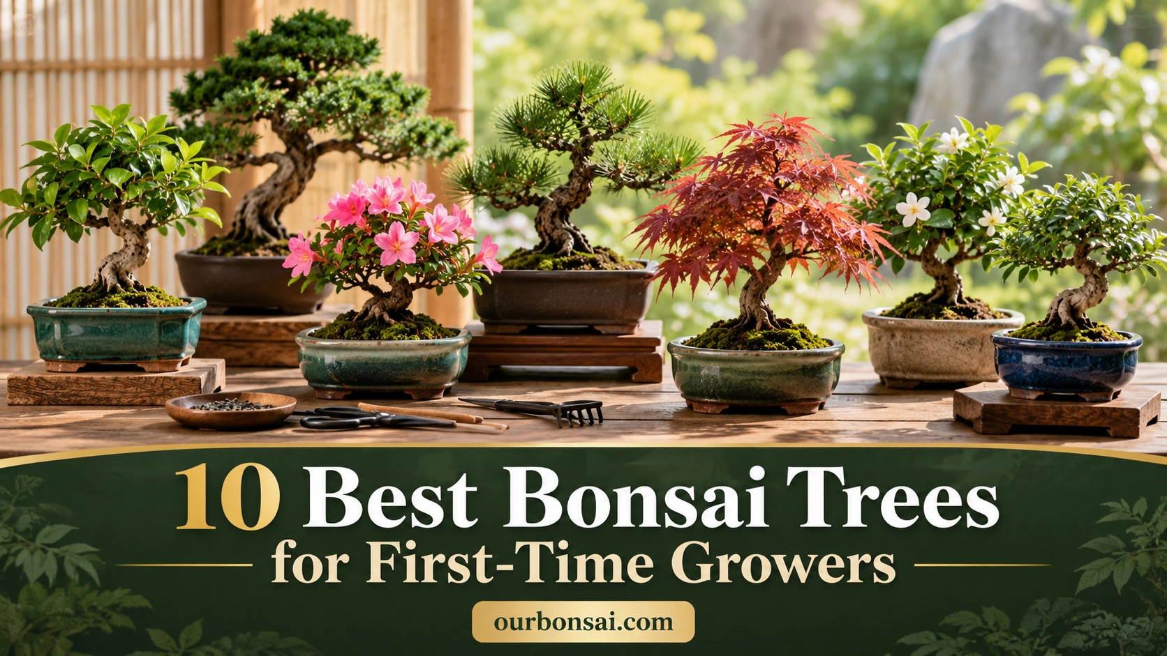 best bonsai trees for first-time growers