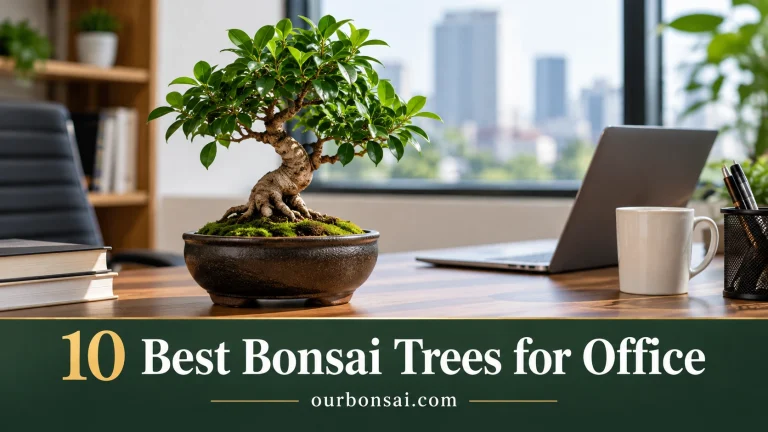 best bonsai trees for office