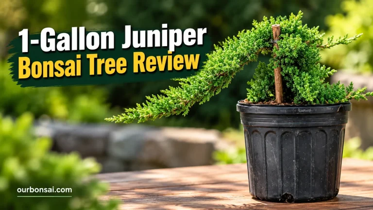 1-Gallon Juniper Bonsai Tree Review