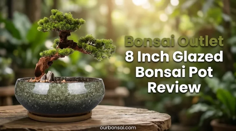 Bonsai Outlet 8 Inch Glazed Bonsai Pot Review