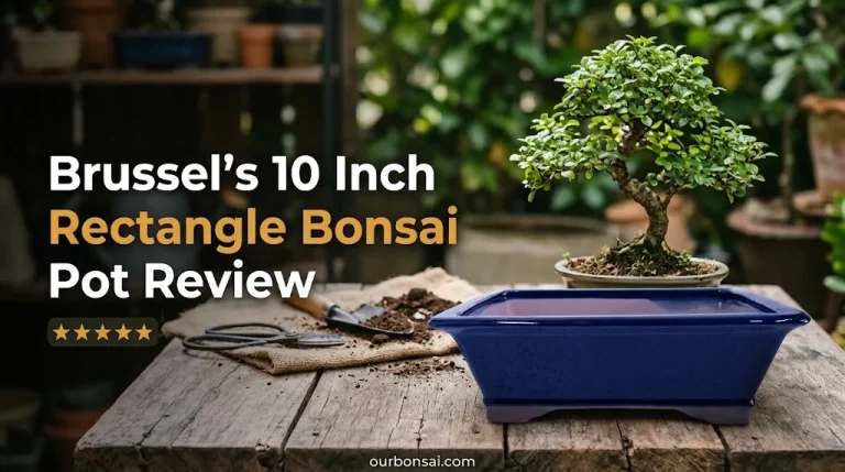 Brussel's 10 Inch Rectangle Bonsai Pot Review