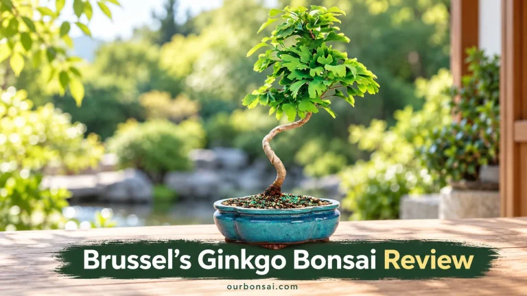 Brussel's Ginkgo Bonsai Review