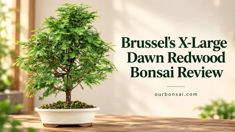 Brussel's X-Large Dawn Redwood Bonsai Review
