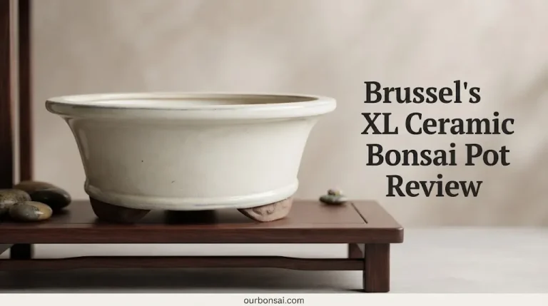 Brussel's XL Ceramic Bonsai Pot Review