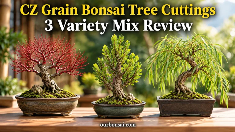 CZ Grain Bonsai Tree Cuttings 3 Variety Mix Review