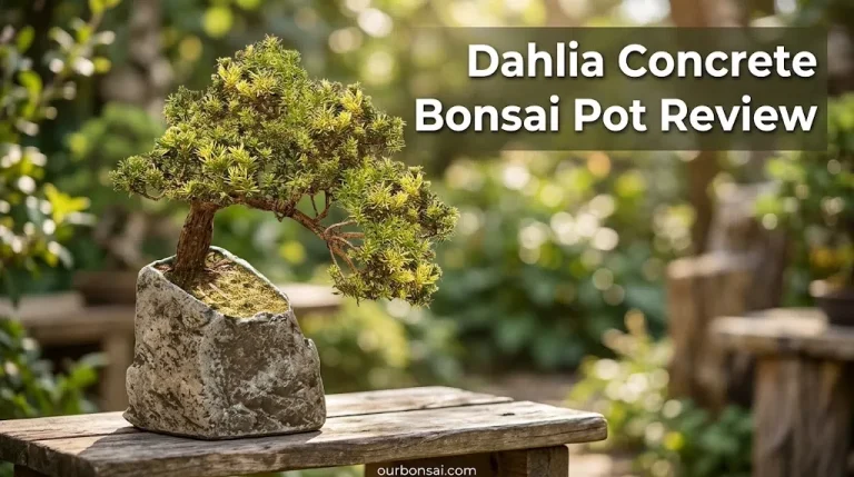 Dahlia Concrete Bonsai Pot Review