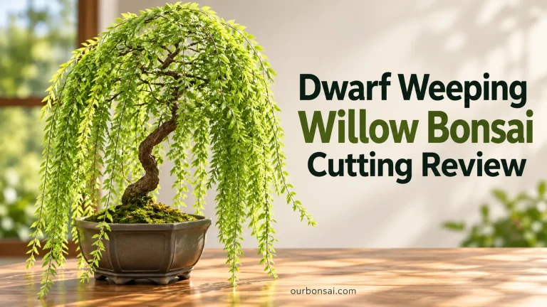 Dwarf Weeping Willow Bonsai Cutting Review
