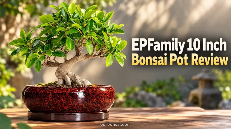 EPFamily 10 Inch Bonsai Pot Review
