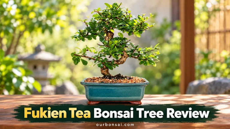 Fukien Tea Bonsai Tree Review