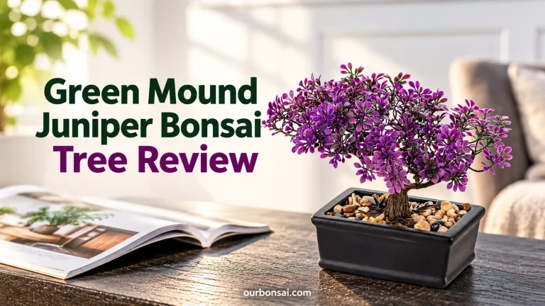 Green Mound Juniper Bonsai Tree Review