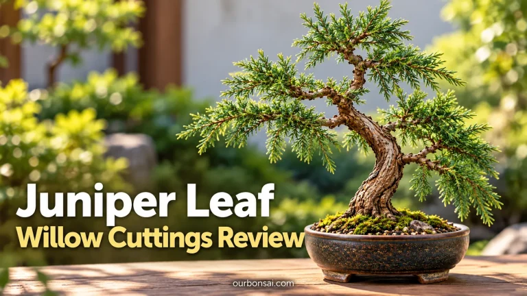 Juniper Leaf Willow Cuttings Review
