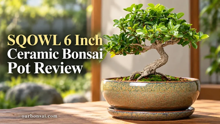 SQOWL 6 Inch Ceramic Bonsai Pot Review
