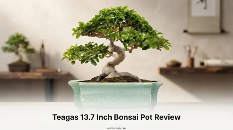 Teagas 13.7 Inch Bonsai Pot Review