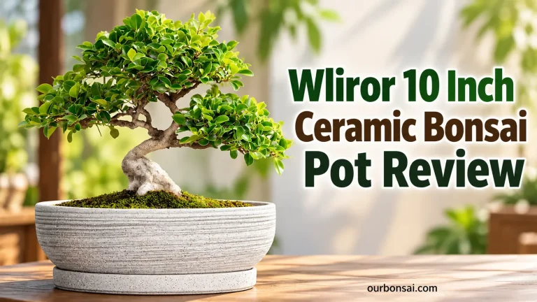 Wliror 10 Inch Ceramic Bonsai Pot Review