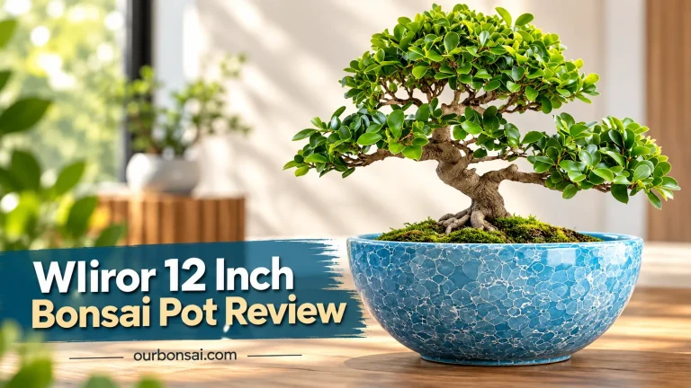 Wliror 12 Inch Bonsai Pot Review